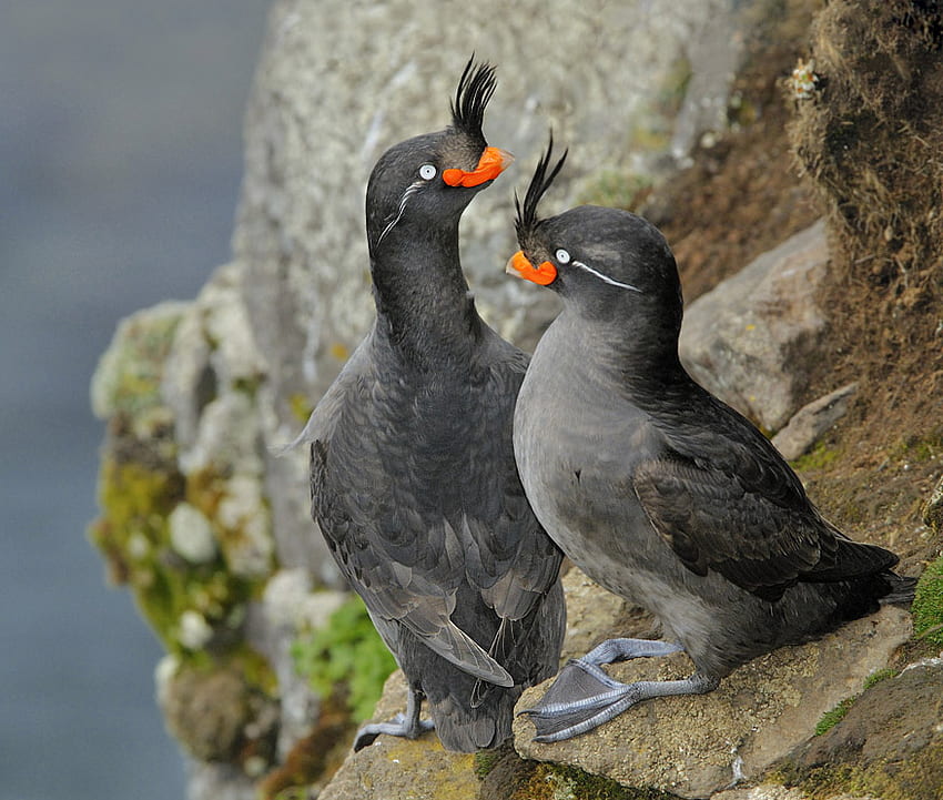 Aves marinas, pájaros, inusual, gris, con cresta, naranja fondo de pantalla