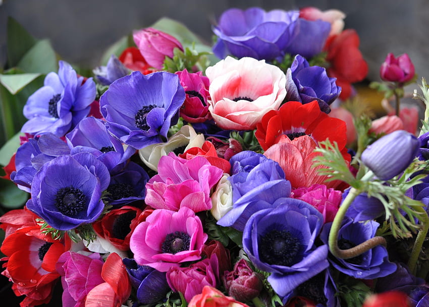 Flowers, Bright, Close-Up, Bouquet, Anemones HD wallpaper
