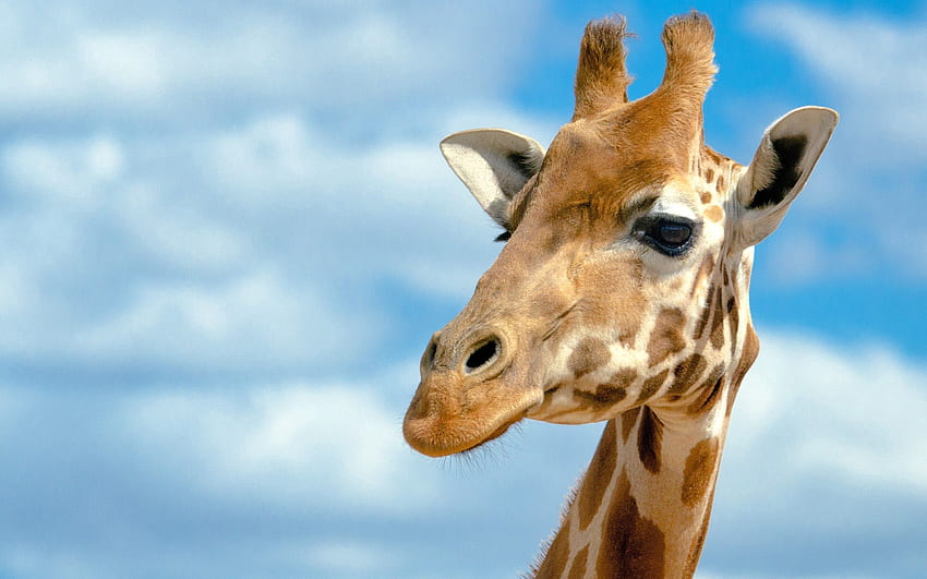 Animali, , cielo, testa, giraffa, grande, grande Sfondo HD