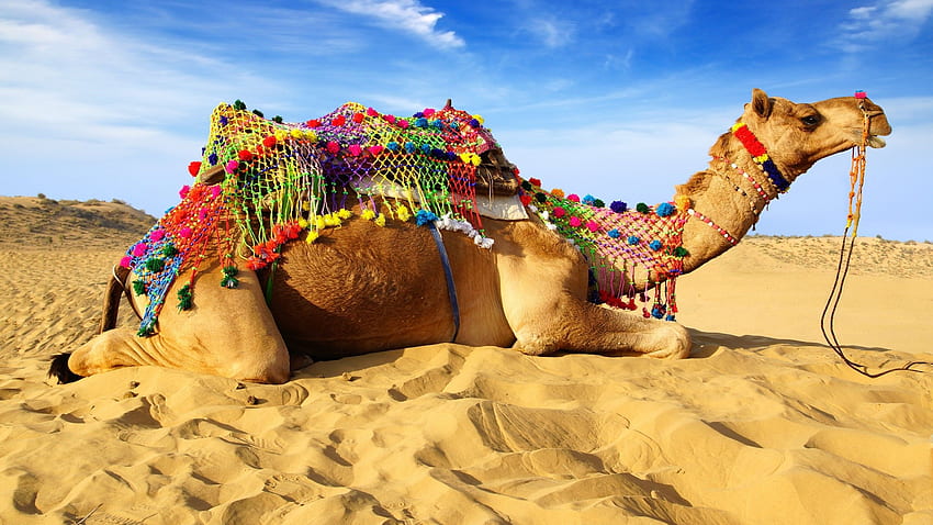 ラクダ, 砂漠, 横たわる, 砂 高画質の壁紙