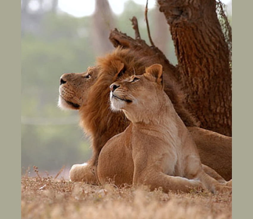 Amor poderoso, carinho, companheiros, macho, leões, fêmea papel de parede HD