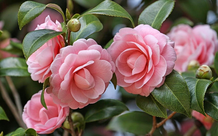 Camellia Japonica bush, winter, graphy, garden, bush, camellia, pink, pretty, nature, flowers, blooms HD wallpaper