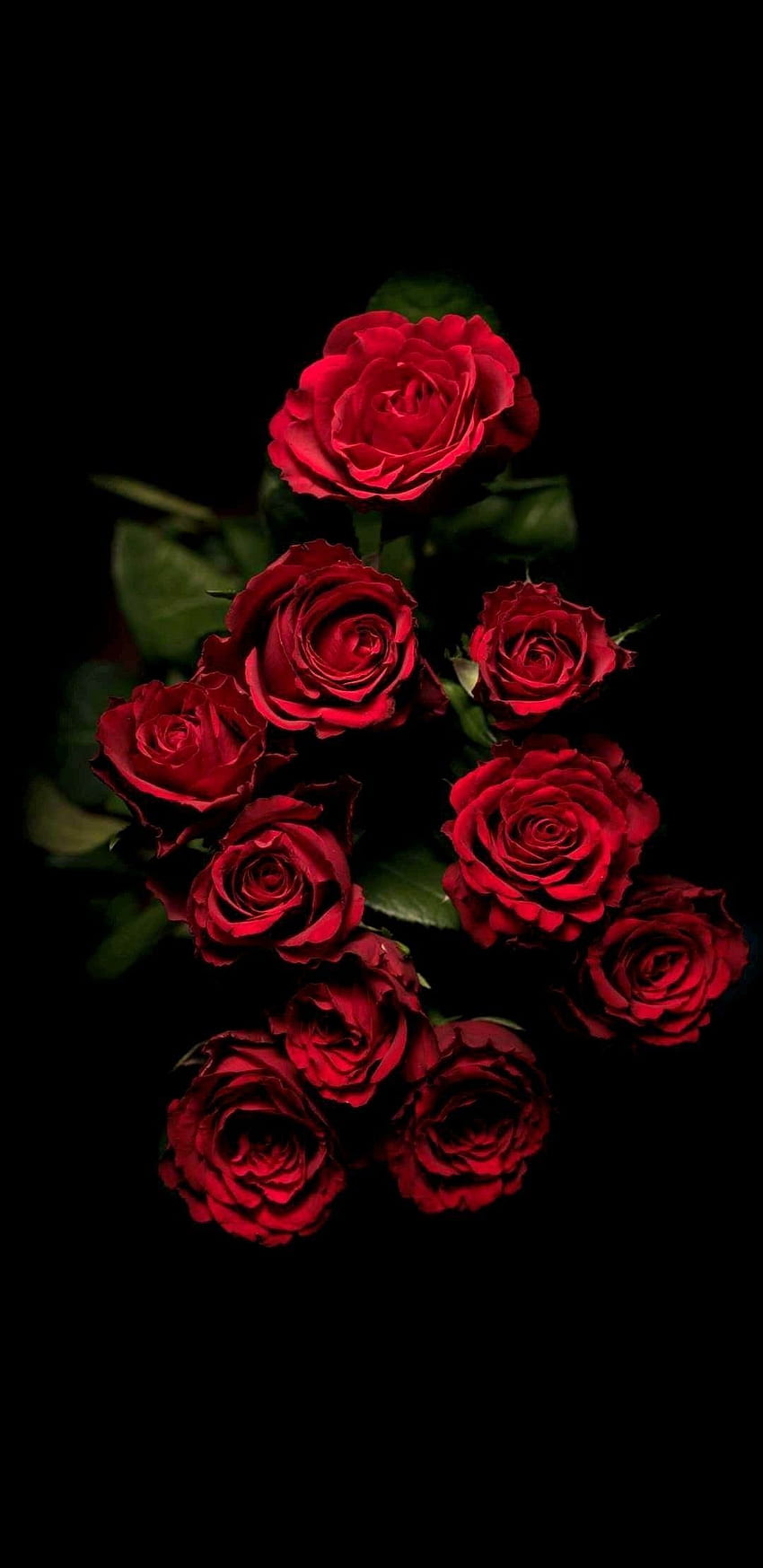 iPhone Rose, elegante rosa rossa Sfondo del telefono HD