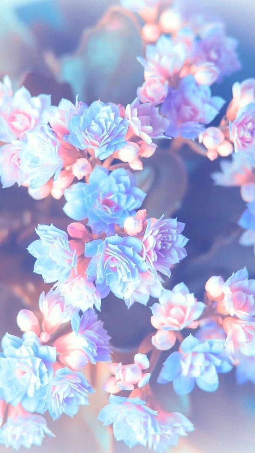 ไอเดียศิลปะ ดอกไม้สีม่วงชมพูและฟ้า พื้นหลังเบลอ - ชมพู วอลล์เปเปอร์โทรศัพท์ HD