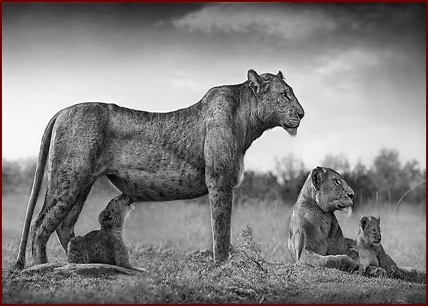 Part of the pride, africa, suckling, black and white, cats, cubs, lioness HD wallpaper