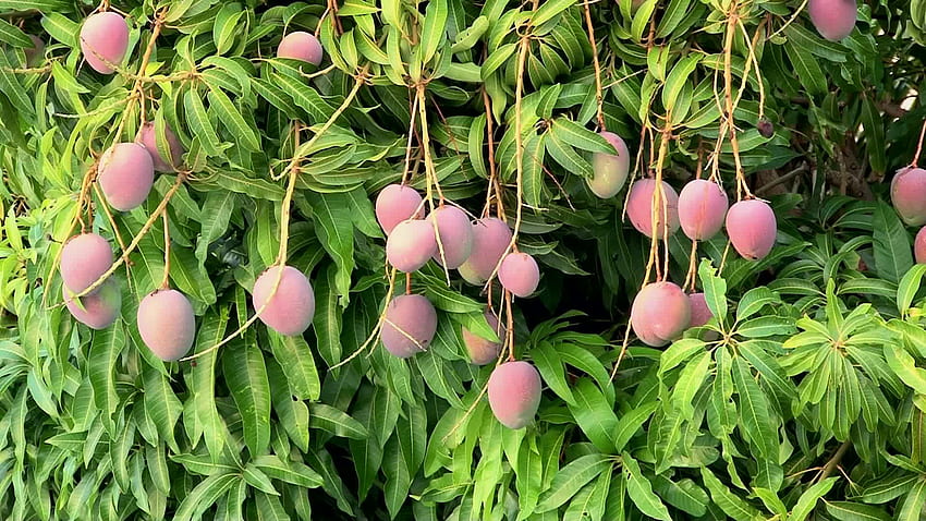 Mango color rosa. Benefici del mango, frutta, frutto del mango, albero del mango Sfondo HD