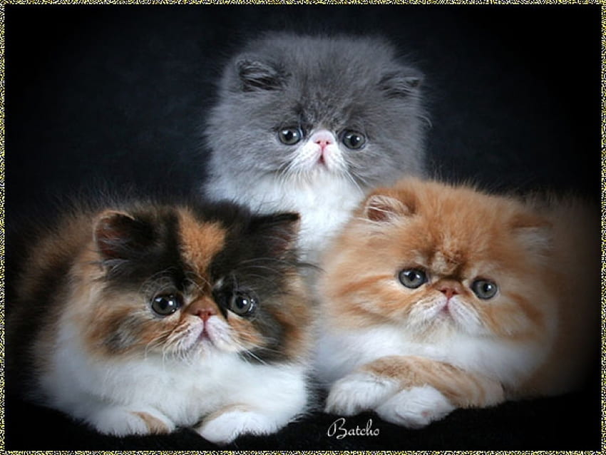 Schöne persische Kätzchen, Fell, Kätzchen, Katze, Schnurrhaare HD-Hintergrundbild