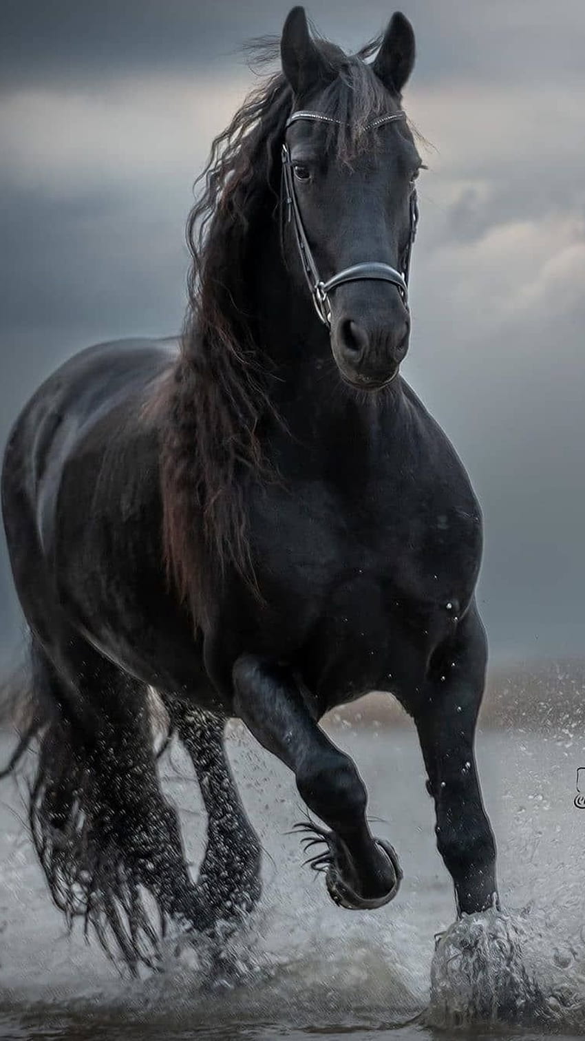 Cavallo nero, nero, nero Sfondo del telefono HD
