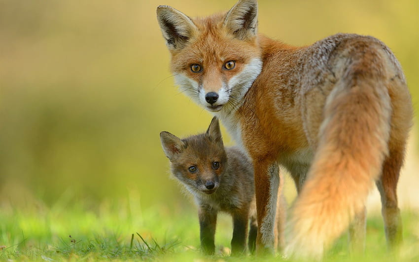 Fox Red Fox Baby Animal - Resolution: HD wallpaper