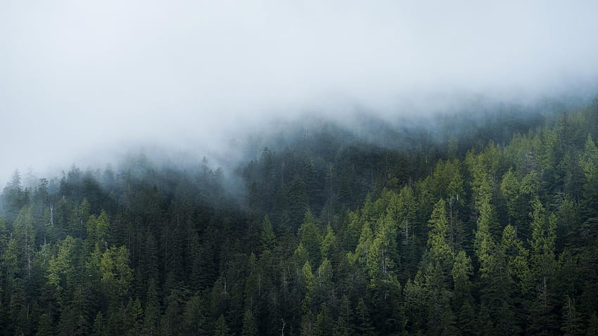 Misty Forest . Studio 10. Tens of thousands HD wallpaper | Pxfuel