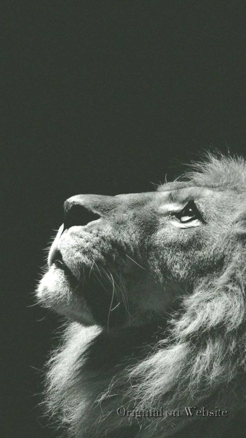 Lion iPhone - , White Lion iPhone HD phone wallpaper