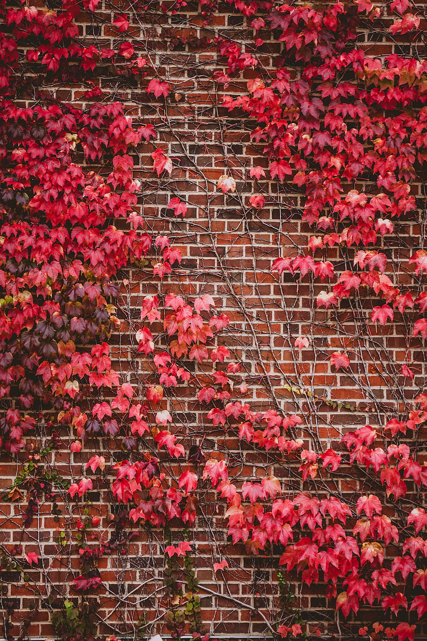 Nature, Leaves, Branches, Wall, Bricks HD phone wallpaper