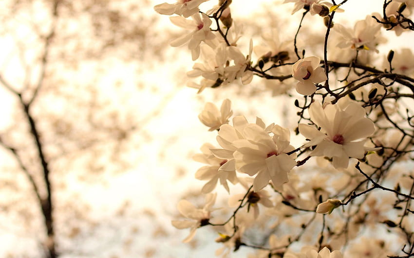Bunga Merah Muda Bunga Indah Pohon Magnolia - Screensaver Magnolia - & Latar Belakang Wallpaper HD