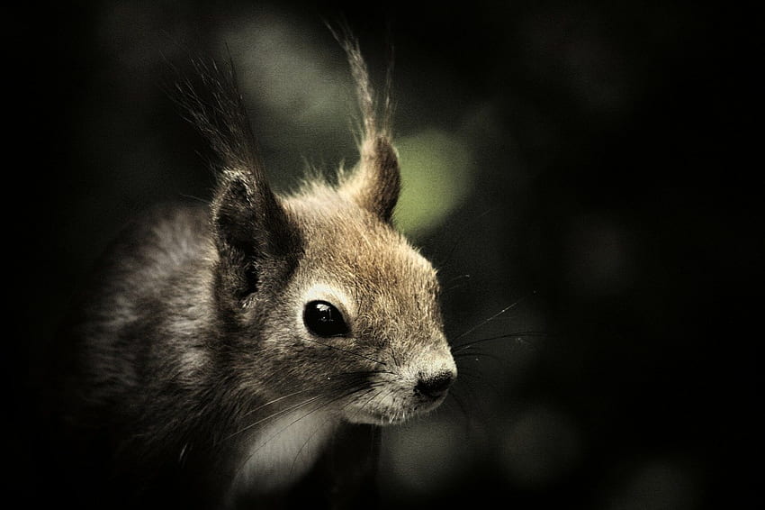 Squirrel!, animal, , nature, squirrel HD wallpaper