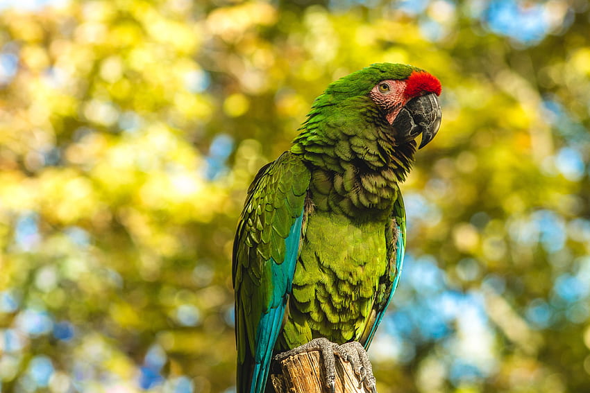 Animals, Parrots, Bird, Color HD wallpaper