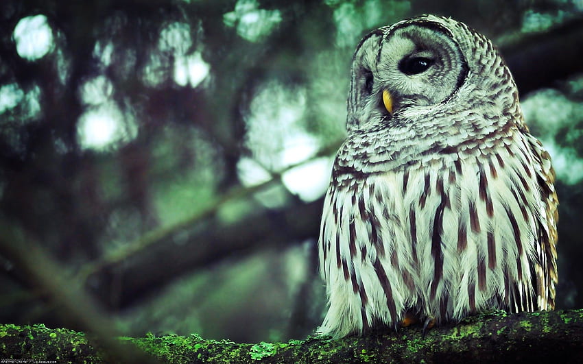 Owl , Background, , . Design Trends - Premium PSD, Vector s, Vintage Owl HD wallpaper