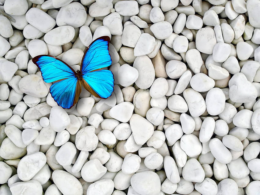 Butterfly , Find For, Turquoise Purple Butterfly HD wallpaper