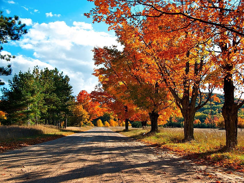 naturaleza, árboles, otoño, hojas, camino, sombras fondo de pantalla