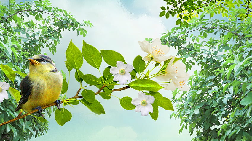 Птица в Apple Tree, птица, дървета, цветя, пролет, ябълково дърво, тема за Firefox Persona, цвят HD тапет
