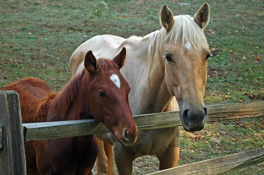 *** Io e mia mamma ***, animali, cavalli, cavalli, animali Sfondo HD