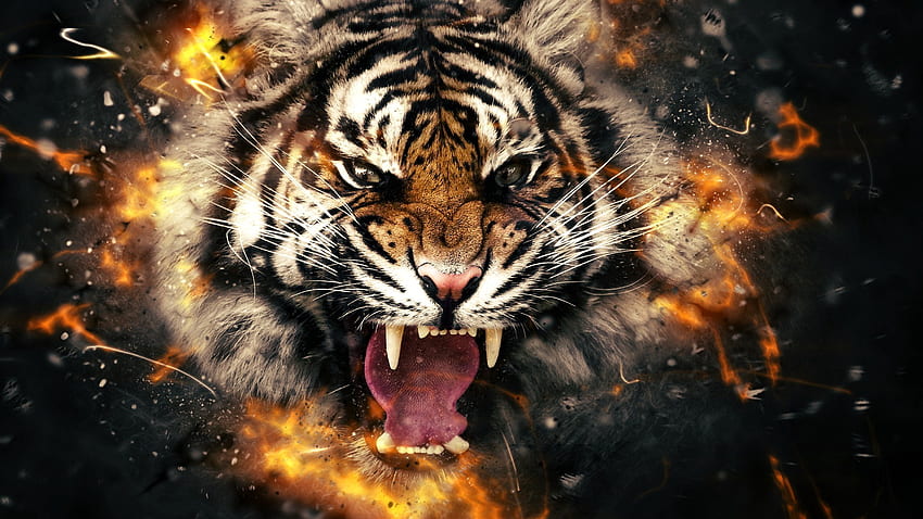 Tiger, Aggressive Tiger HD wallpaper | Pxfuel