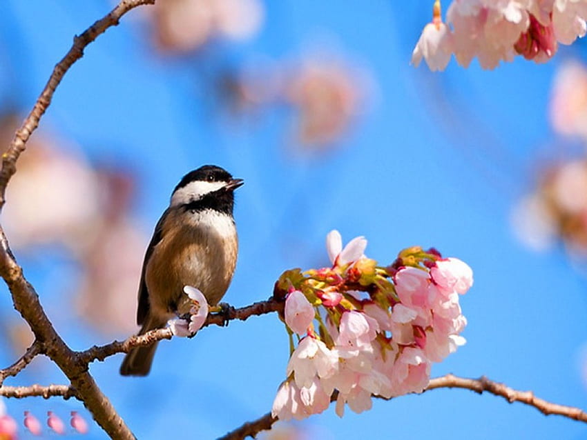 Wiosna melodia, gałąź, Chickadee, drzewo, kwiaty Tapeta HD