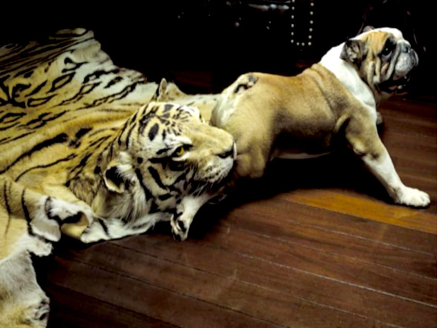 armadilha, bulldog, engraçado, tigre papel de parede HD