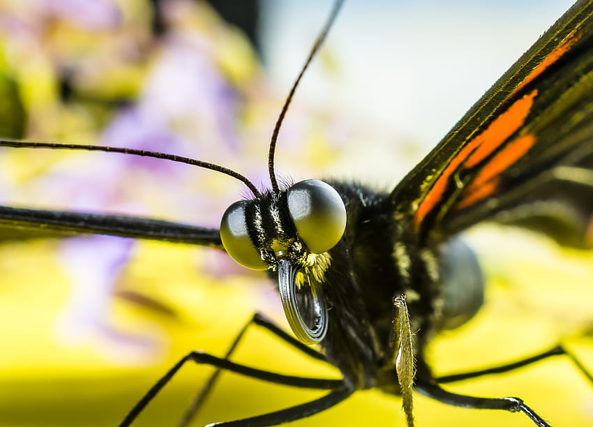 Makro, Mata, Serangga, Kupu-kupu Wallpaper HD