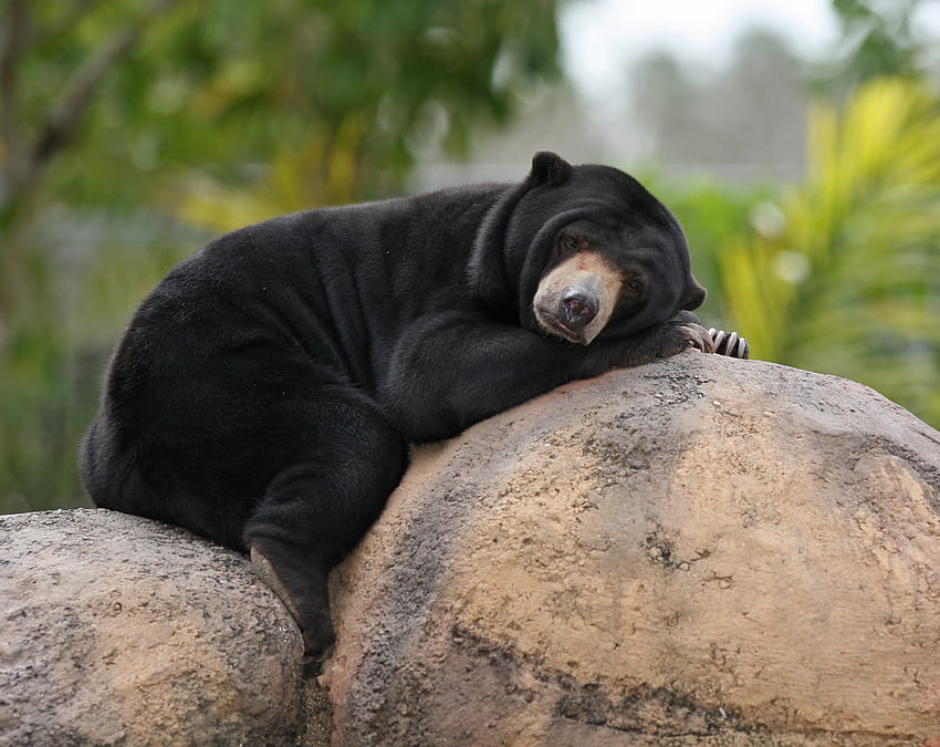 สัตว์, หิน, นอนลง, นอน, หมี, หิน, หมีมาเลย์, Biruang วอลล์เปเปอร์ HD