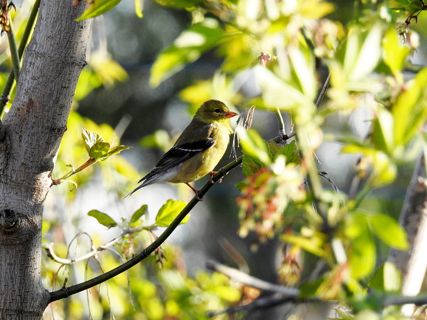 Perched Finch, Bird, graphy, American Goldfinch, Tree, Perched, Spring, Sunshine, Female Tapeta HD