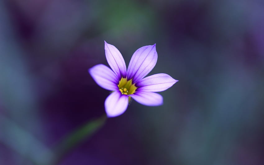 Wallpaper Purple and White Flower in Dark Room, Background - Download Free  Image