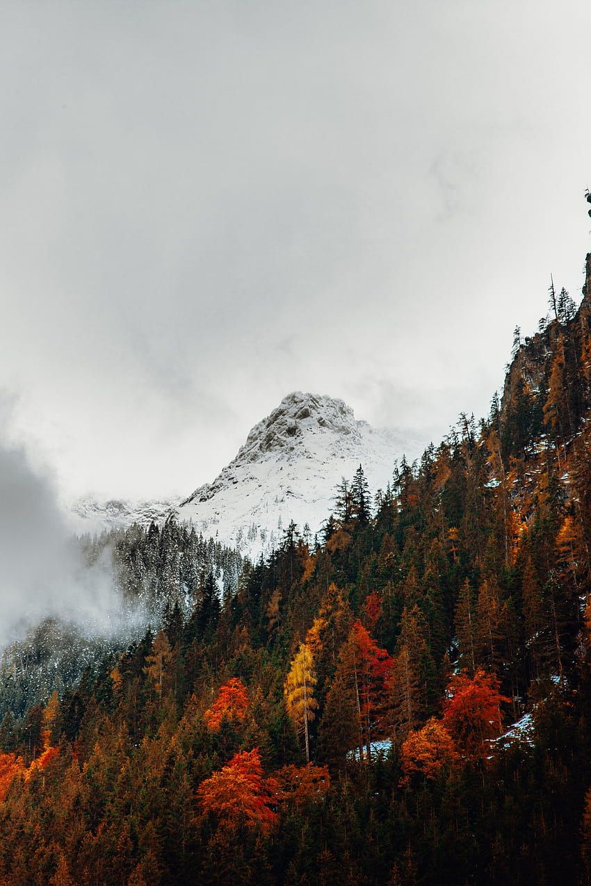 Cold, Trees, Autumn, Snow, Snow Line, Winter, Fall, Mountains - Resolution: HD phone wallpaper