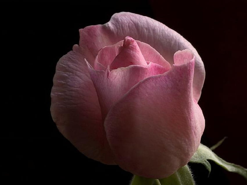 Rosebud. jpg, tender, rose, pink, love HD wallpaper
