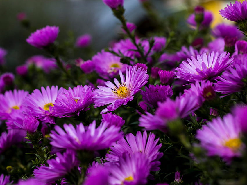 紫色のアスターの花に咲く庭の植物サマーウルトララップトップ、タブレット、携帯電話、テレビ用 高画質の壁紙