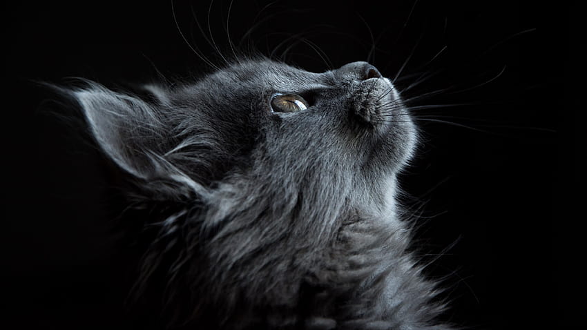 Black cat windows HD wallpaper | Pxfuel