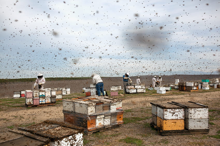 สุดยอดการเลี้ยงผึ้งเลี้ยงผึ้ง วอลล์เปเปอร์ HD