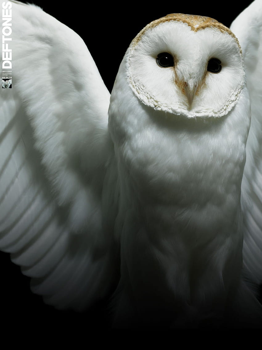 deftones High Quality , High Definition, Scary Owl HD phone wallpaper