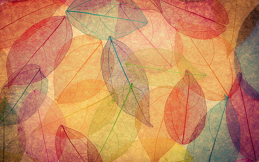 Foliage autumn leaves transparent abstract HD wallpaper