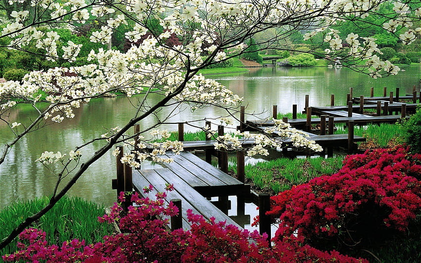 Японска градина 422146, Cherry Tree Japanese Garden HD тапет