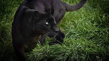 Panther, black, , Animals HD wallpaper | Pxfuel