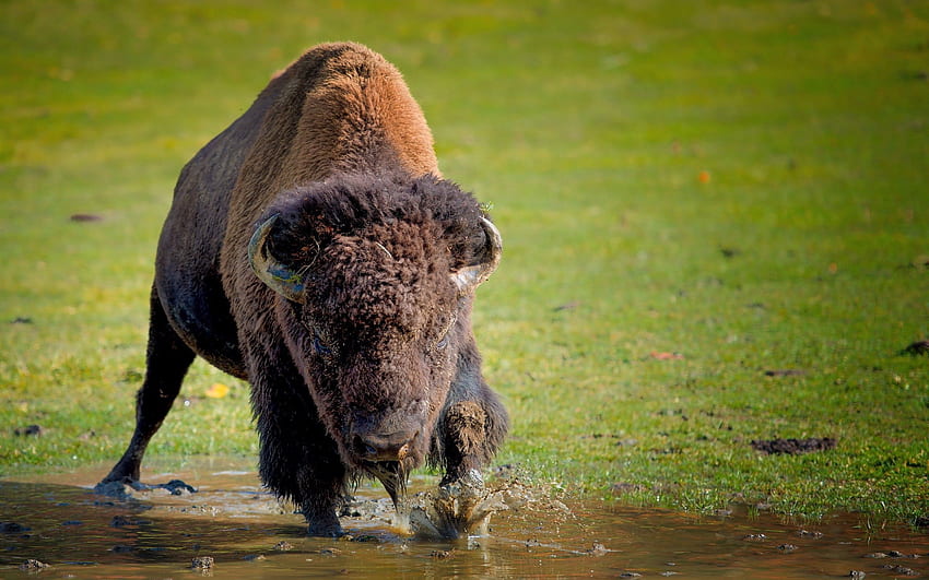 Animals, Grass, Buffalo, Run Away, Run, Bison, Aurochs HD wallpaper