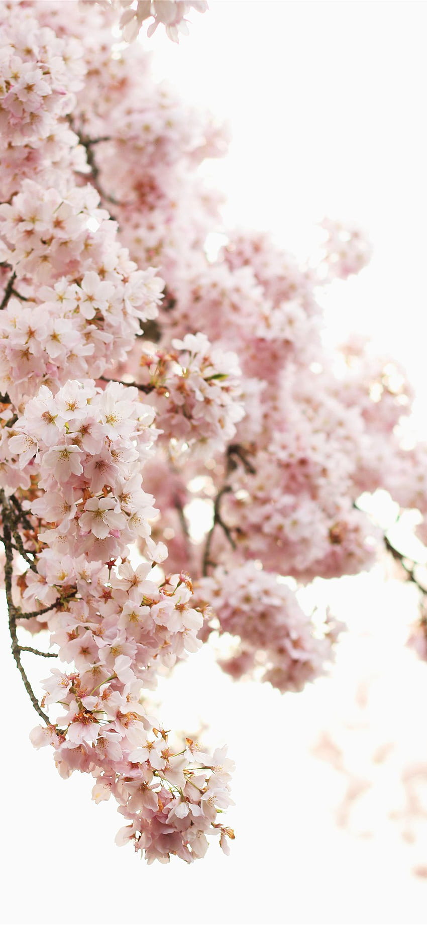 shallow focus graphy of pink flowers iPhone X, Aesthetic Flower HD phone wallpaper