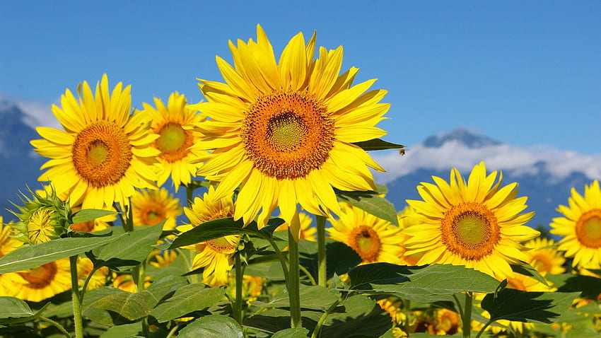 Flowers, Sunflowers, Sky, Mountains, Field, Sunny HD wallpaper