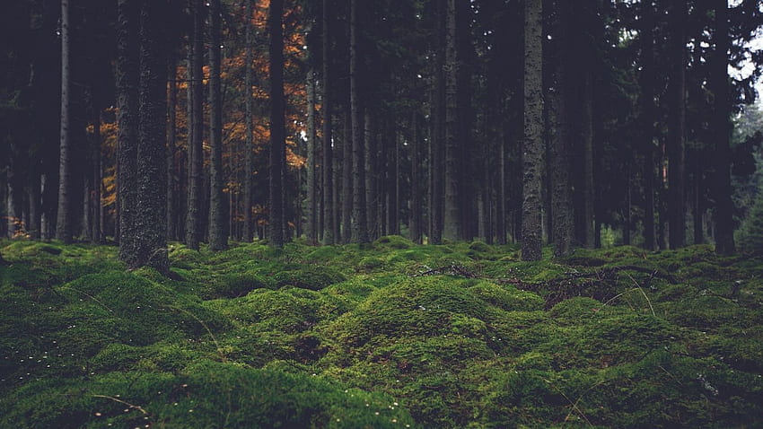 Adorable Aesthetic Forest Wallpaper  Forest wallpaper Dark forest  aesthetic Aesthetic wallpapers