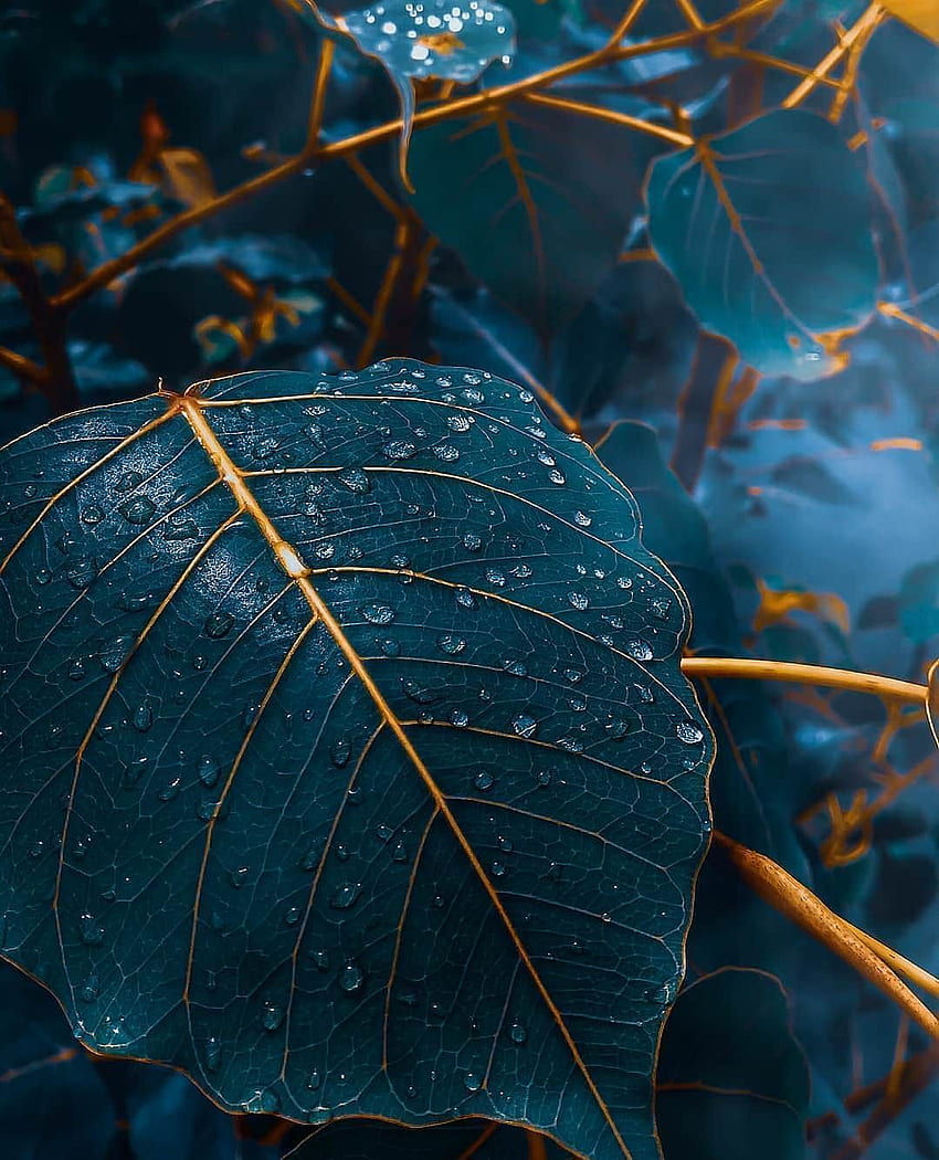Otoño hojas elegantes azules en 2019. iPhone fondo de pantalla del teléfono