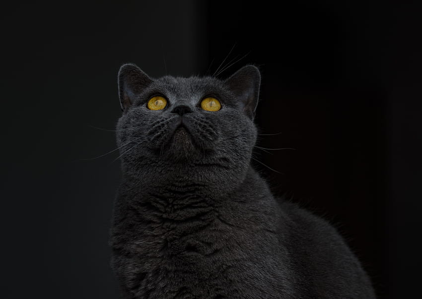 Animales, gato, gris, vista, opinión, gato británico de pelo corto, gato británico de pelo corto fondo de pantalla