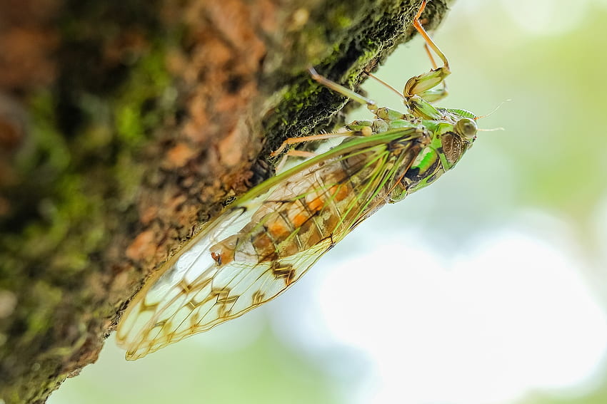 Macro, Insect, Animal, Cicada HD wallpaper