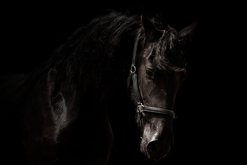 kuda arabo friesian hitam [], Kuda Hitam dan Putih Wallpaper HD