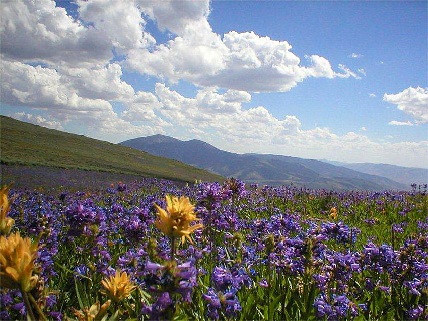 Gunung Harrison, alam, bunga, liar, gunung Wallpaper HD