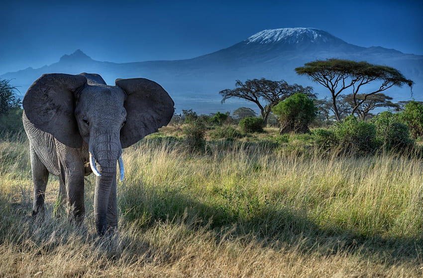 grafik Gajah dan Gunung Kilimanjaro, Taman Nasional Amboseli Wallpaper HD